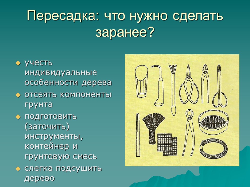 Пересадка: что нужно сделать заранее? учесть индивидуальные особенности дерева отсеять компоненты грунта подготовить (заточить)